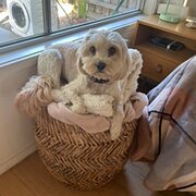 Home Owner wanting sitter in , Victoria