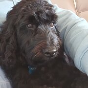 Home Owner wanting sitter in , New South Wales