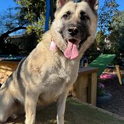 Home Owner wanting sitter in Hamilton, Victoria