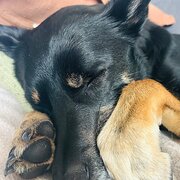 Home Owner wanting sitter in Launceston , Tasmania