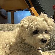 Home Owner wanting sitter in Perth, Western Australia