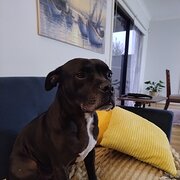 Home Owner wanting sitter in , Victoria