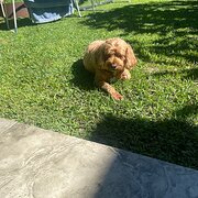 Home Owner wanting sitter in , New South Wales