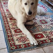 Home Owner wanting sitter in Nowra, New South Wales