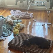 Home Owner wanting sitter in Melbourne , Victoria