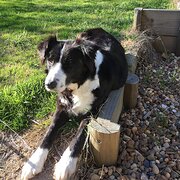 Home Owner wanting sitter in Sydney, New South Wales