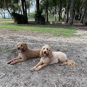Home Owner wanting sitter in Perth, Western Australia
