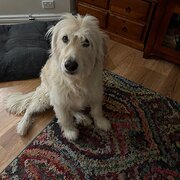 Home Owner wanting sitter in Perth, Western Australia