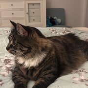 Home Owner wanting sitter in , Victoria