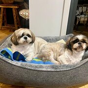 Home Owner wanting sitter in Adelaide, South Australia