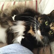 Home Owner wanting sitter in , New South Wales