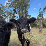 Home Owner wanting sitter in Brisbane , Queensland