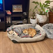 Home Owner wanting sitter in Adelaide, South Australia