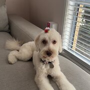 Home Owner wanting sitter in Brisbane, Queensland