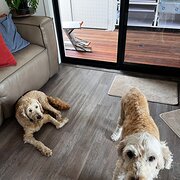 Home Owner wanting sitter in , Queensland
