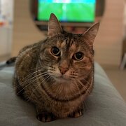 Home Owner wanting sitter in , Victoria