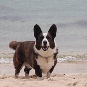 Home Owner wanting sitter in Fremantle, Western Australia