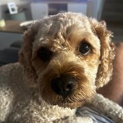 Home Owner wanting sitter in , Queensland