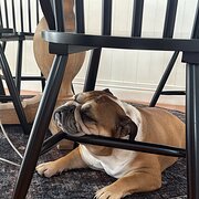 Home Owner wanting sitter in Brisbane , Queensland