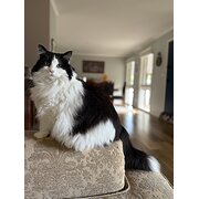 Home Owner wanting sitter in , Victoria