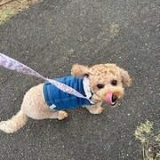 Home Owner wanting sitter in , Australian Capital Territory