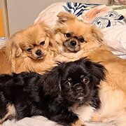 Home Owner wanting sitter in , Victoria