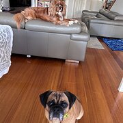 Home Owner wanting sitter in Melbourne, Victoria