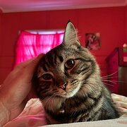Home Owner wanting sitter in , Queensland