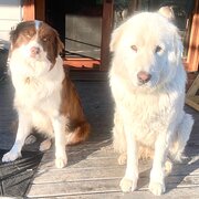 Home Owner wanting sitter in Newcastle, New South Wales