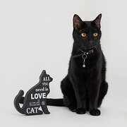 Home Owner wanting sitter in , Queensland