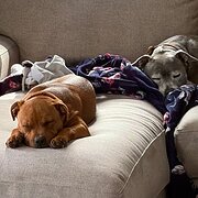 Home Owner wanting sitter in Brisbane , Queensland