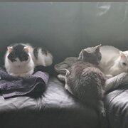 Home Owner wanting sitter in , South Australia