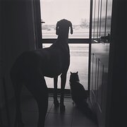 House Sitter - Howell Family – Pet & Home Sitting