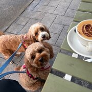 Home Owner wanting sitter in Brisbane , Queensland