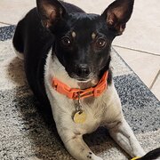 Home Owner wanting sitter in Canberra, New South Wales