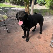 Home Owner wanting sitter in , Victoria