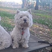 Home Owner wanting sitter in Albury , Victoria