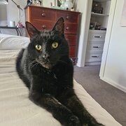 Home Owner wanting sitter in Adelaide , South Australia