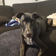 Home Owner wanting sitter in Brisbane , Queensland