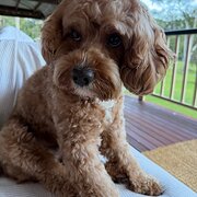 Home Owner wanting sitter in Gold Coast / Brisbane, Queensland