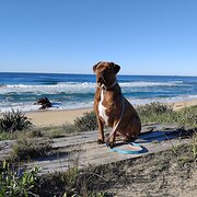 House Sitter - MUMMA BEARS 1731# PET & HOUSE SITTING