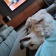 House Sitter - MUMMA BEARS 1731# PET & HOUSE SITTING