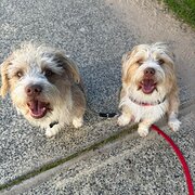 Home Owner wanting sitter in Mandurah , Western Australia
