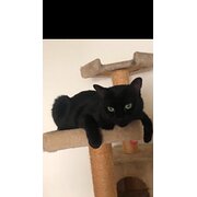 Home Owner wanting sitter in , Queensland