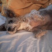 Home Owner wanting sitter in Montville, Queensland
