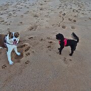 Home Owner wanting sitter in , New South Wales