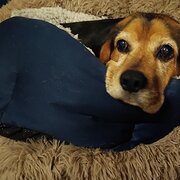 House Sitter - Simon