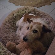 Home Owner wanting sitter in , Queensland