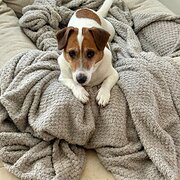 Home Owner wanting sitter in Bunbury , Western Australia