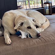 House Sitter - Sylvy - ☘️